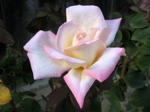 gardening tips that show you how to grow roses that you will be proud of