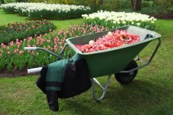easy to follow guide to how to grow different types of flowers, plants, trees, fruit and herbs.
