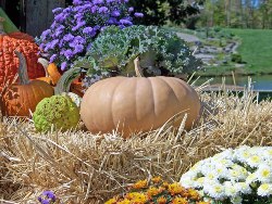 growing pumpkins is easy, learn how with our vegetable garden tips