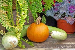 learn how to grow pumpkins with our easy to follow vegetable garden tips