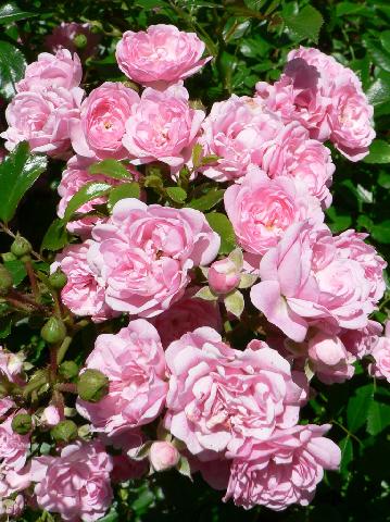 Discover the pleasure of growing roses from cuttings and other gardening tips