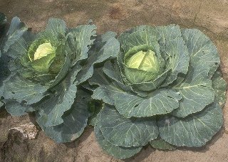 growing cabbage is made easy with our vegetable gardening tips