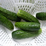 how to grow cucumbers using our vegetable garden tips