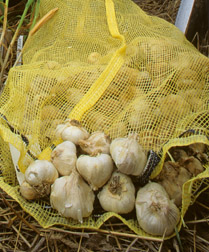 starting a vegetable garden tips and how to grow garlic