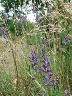 how to grow lavender and other herb garden plants