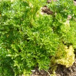 great tips on growing parsley and other herb garden plants