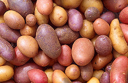 starting a garden and how to grow potatoes