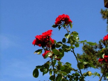 how to plant and grow roses including rose bush care maintenance