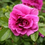 how to prune roses as part of rose bush care and maintenance