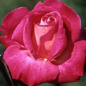 how to grow rose gaujard roses successfully
