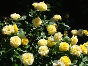 tips for starting a garden and growing many different types of roses