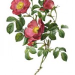 gardening tips and advice on growing different types of roses