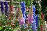 gardening advice on how to grow different types of flowers