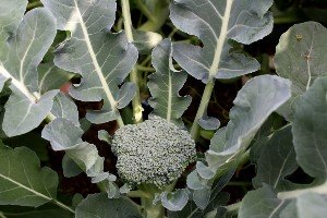 easy to follow article on how to grow Broccoli and other vegetable garden plants