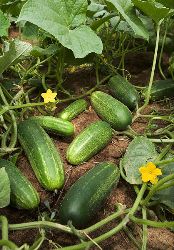 growing cucumbers is easy with our vegetable gardening tips