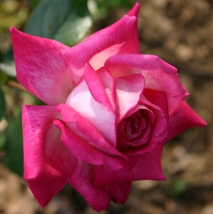 gardening tips and advice for growing rose gaujard