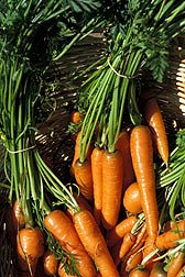 starting a vegetable garden and how to grow carrots