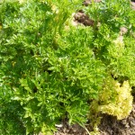 how to grow parsley and other herb garden plants