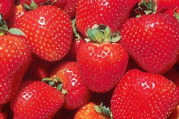 tips on how to grow strawberries and advice on  gardening flowers plants and trees