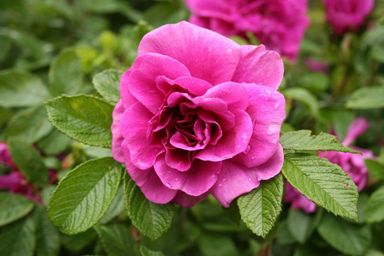how to plant roses and take care of them year round