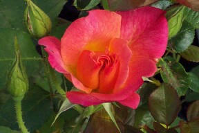 Josephs Coat rose is a multicolour climbing rose that blooms until frost
